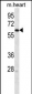 LINGO4 Antibody (C-term)